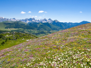 Flore du Haut-Diois © Lionel Pascale / Drôme Tourisme