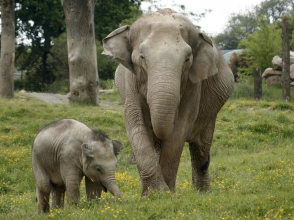 Les éléphants du PAL