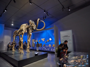 Mammouth de Choulans, salle des origines - © Quentin Lafont Musée des Confluences